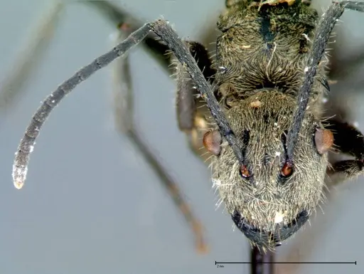 Polyrhachis wolfi - FOCOL0090