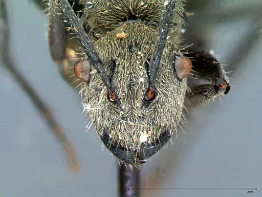 Polyrhachis wolfi - FOCOL0090