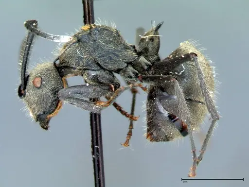 Polyrhachis wolfi - FOCOL0090