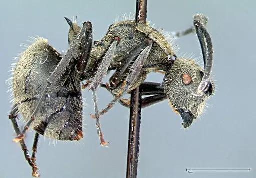 Polyrhachis wolfi - FOCOL0090