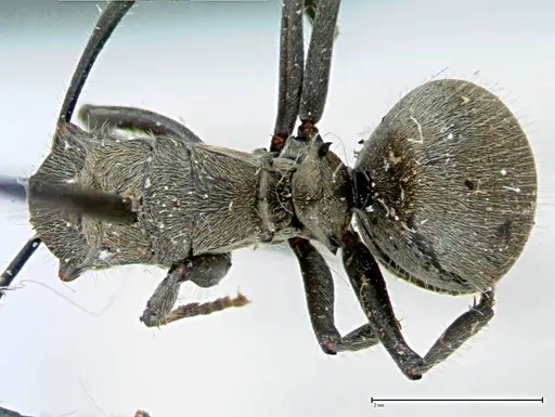 Polyrhachis wolfi - FOCOL0091