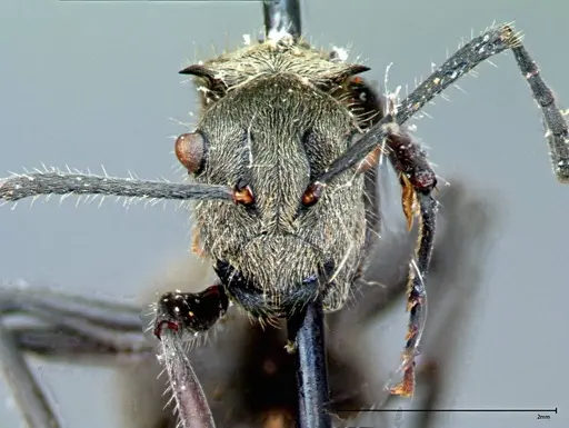 Polyrhachis wolfi - FOCOL0091