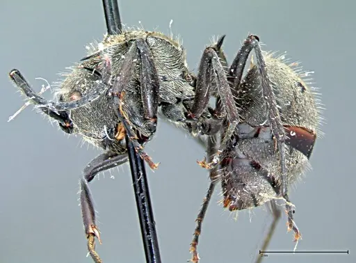 Polyrhachis wolfi - FOCOL0091