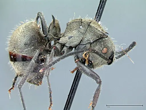 Polyrhachis wolfi - FOCOL0091
