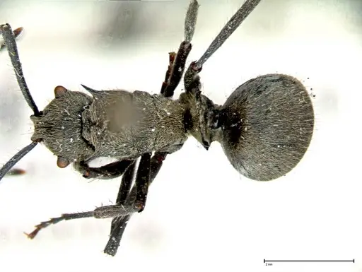 Polyrhachis wolfi - FOCOL0092