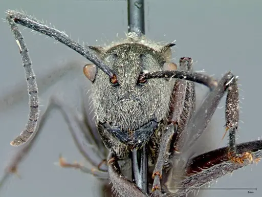 Polyrhachis wolfi - FOCOL0092