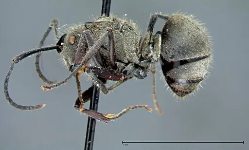 Polyrhachis wolfi - FOCOL0092