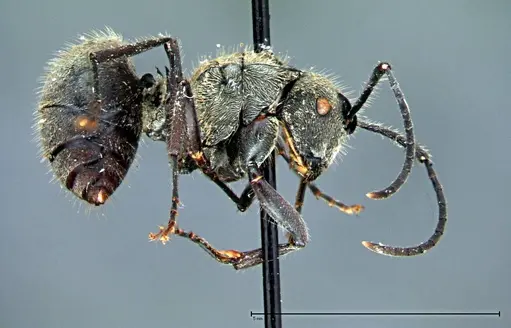 Polyrhachis wolfi - FOCOL0092