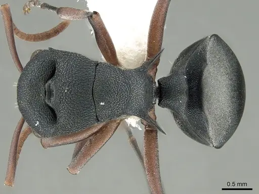 Polyrhachis wroughtonii specimen