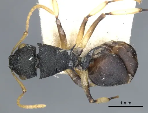 Polyrhachis wroughtonii - CASENT0903351