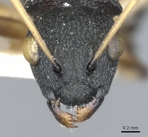 Polyrhachis wroughtonii - CASENT0903351