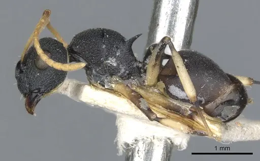 Polyrhachis wroughtonii - CASENT0903351