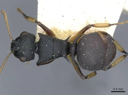 Polyrhachis wroughtonii - CASENT0910854