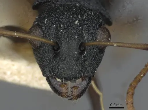 Polyrhachis wroughtonii - CASENT0910854