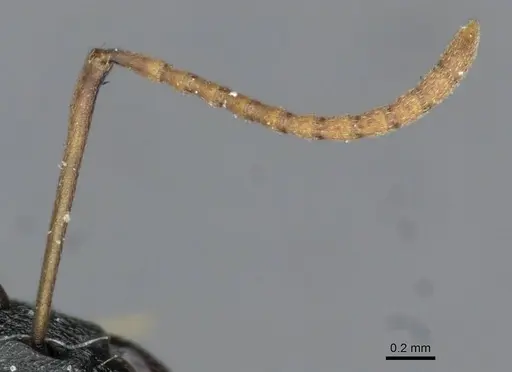 Polyrhachis wroughtonii - CASENT0910854