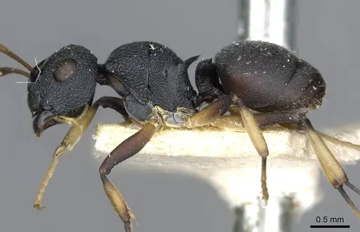 Polyrhachis wroughtonii - CASENT0910854