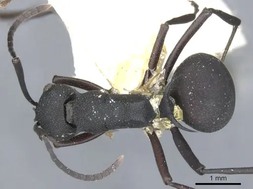 Polyrhachis xanthippe specimen