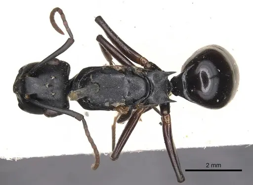 Polyrhachis xiphias specimen