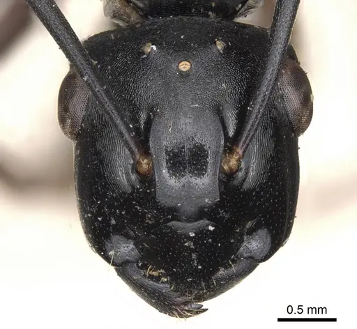 Polyrhachis xiphias specimen
