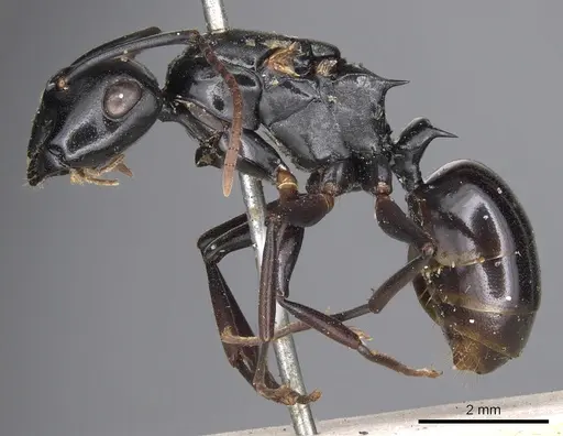 Polyrhachis xiphias specimen