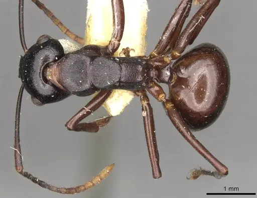 Polyrhachis yarrabahensis specimen