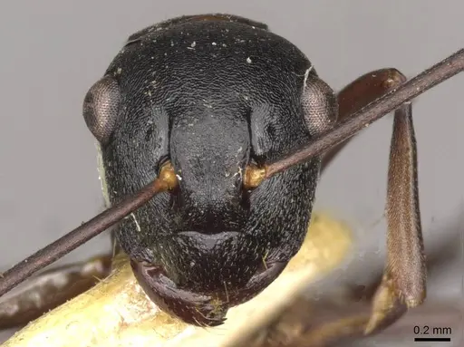 Polyrhachis yarrabahensis specimen
