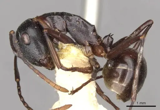 Polyrhachis yarrabahensis specimen