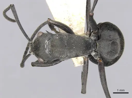 Polyrhachis yerburyi specimen