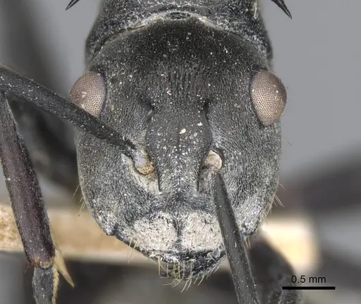 Polyrhachis yerburyi specimen
