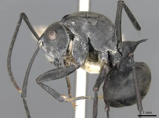 Polyrhachis yerburyi specimen