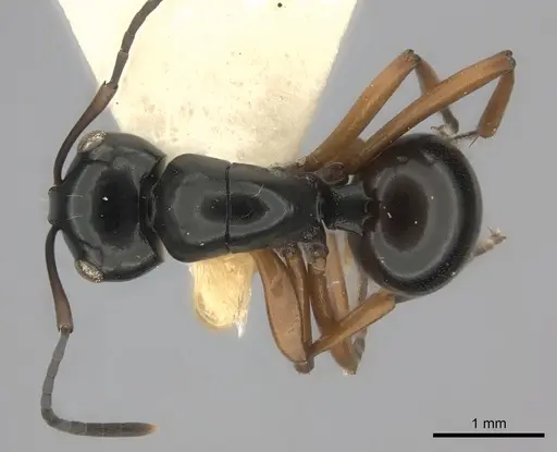 Polyrhachis yorkana specimen