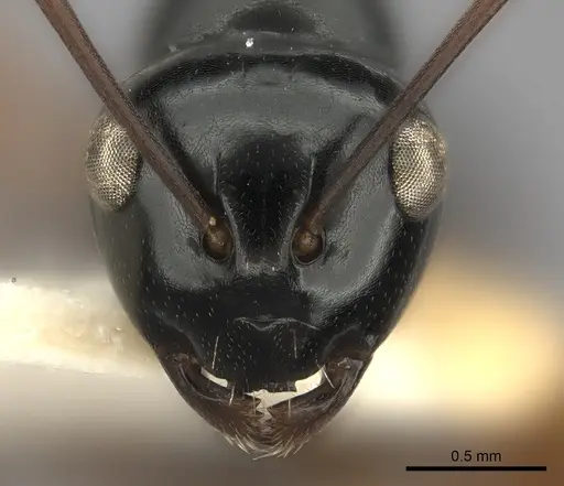 Polyrhachis yorkana specimen