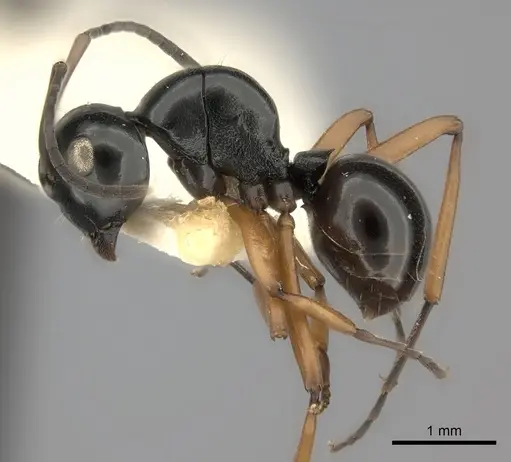 Polyrhachis yorkana specimen