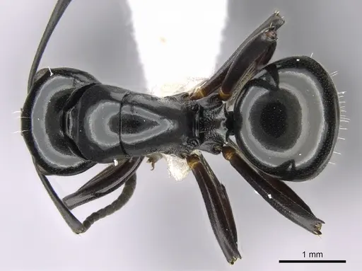 Polyrhachis yorkana - CASENT0281365