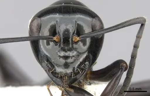 Polyrhachis yorkana - CASENT0281365