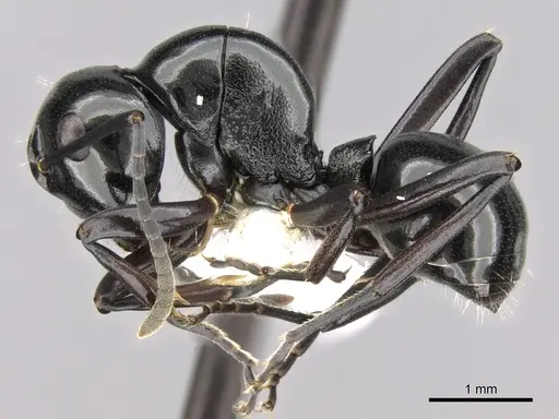 Polyrhachis yorkana - CASENT0281365