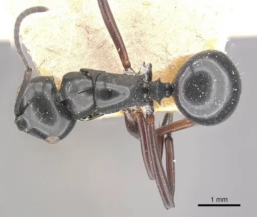 Polyrhachis yorkana - CASENT0910963