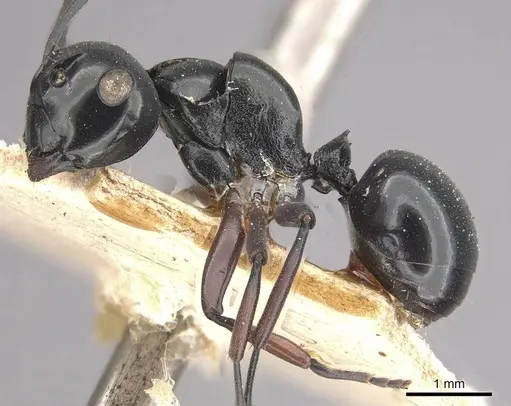 Polyrhachis yorkana - CASENT0910963