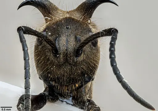 Polyrhachis ypsilon specimen