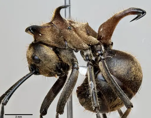 Polyrhachis ypsilon specimen