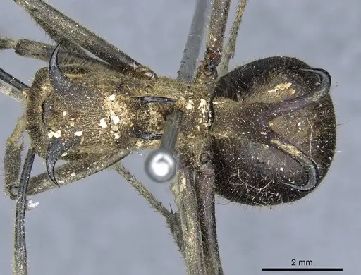 Polyrhachis ypsilon - CASENT0905548