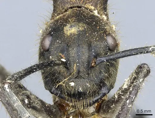 Polyrhachis ypsilon - CASENT0905548