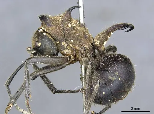 Polyrhachis ypsilon - CASENT0905548