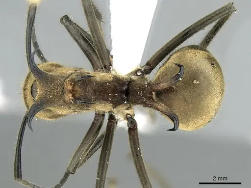 Polyrhachis ypsilon - CASENT0906320