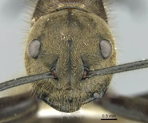 Polyrhachis ypsilon - CASENT0906320