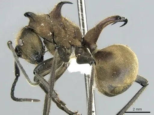 Polyrhachis ypsilon - CASENT0906320