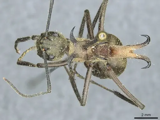 Polyrhachis ypsilon - CASENT0912166