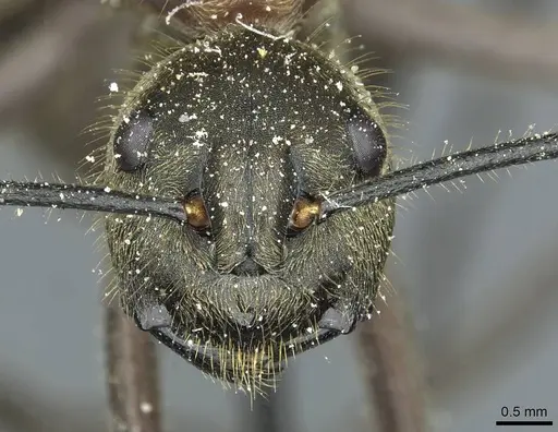 Polyrhachis ypsilon - CASENT0912166