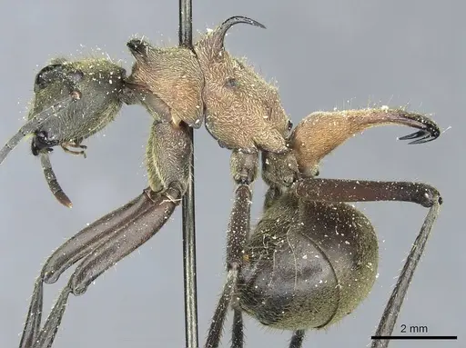 Polyrhachis ypsilon - CASENT0912166