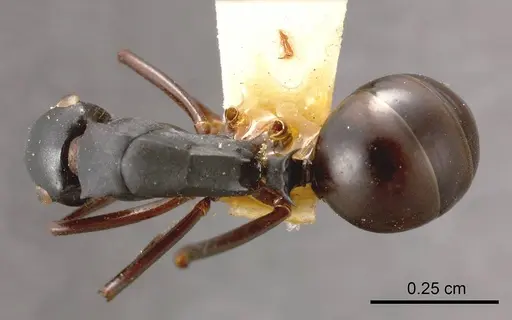 Polyrhachis zimmerae specimen